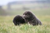 DOGUE DU TIBET 728